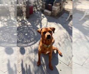 Redbone Coonhound-Unknown Mix Dogs for adoption in Uwchlan, PA, USA