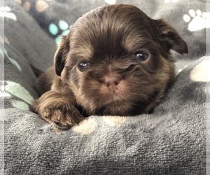 Shih Tzu Puppy for Sale in MILTON, Florida USA