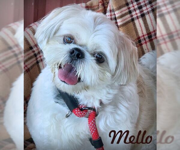 Medium Photo #1 Shih Tzu Puppy For Sale in Tustin, CA, USA