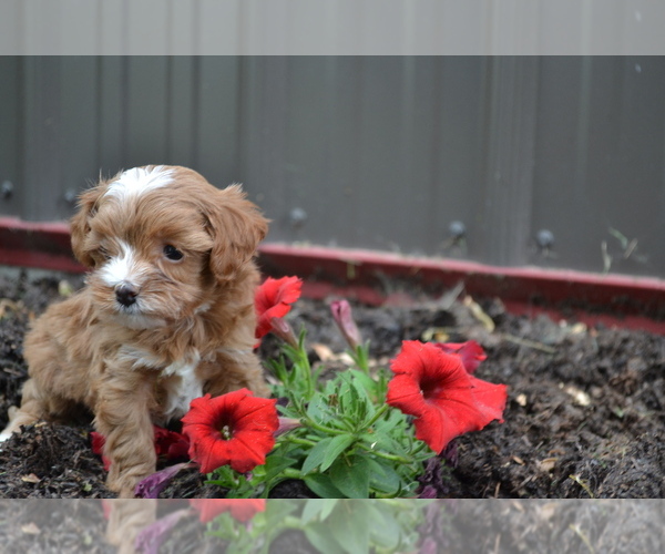 Medium Photo #2 Cavapoo mix (+ Poodle Miniature) Puppy For Sale in GREENWOOD, WI, USA