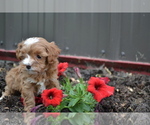 Small #1 Cavapoo mix (+ Poodle Miniature)