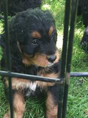 Miniature Bernedoodle Puppy for sale in ARCHBOLD, OH, USA