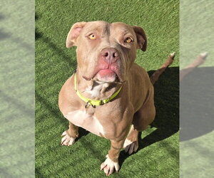Mutt Dogs for adoption in Sacramento, CA, USA