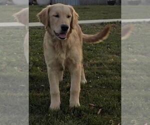 Golden Retriever Puppy for sale in FREDERICKSBURG, OH, USA