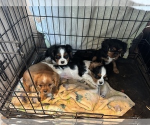 Cavalier King Charles Spaniel Puppy for Sale in ALBUQUERQUE, New Mexico USA