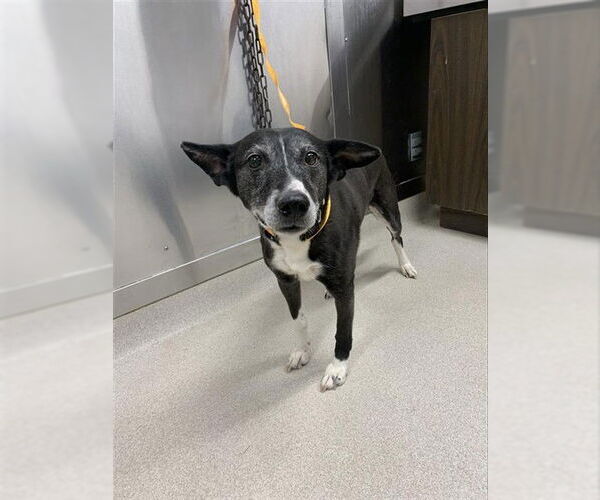 Medium Photo #1 Siberian Husky Puppy For Sale in Fairbanks, AK, USA