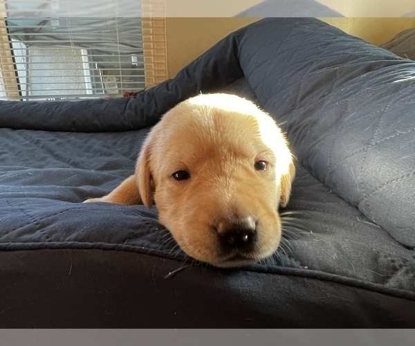 Medium Photo #14 Labrador Retriever Puppy For Sale in CLOVIS, CA, USA