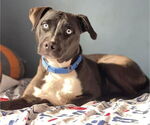 Small #4 American Pit Bull Terrier-Huskies  Mix