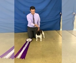 Father of the French Bulldog puppies born on 12/22/2022