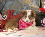 Small #1 Australian Shepherd