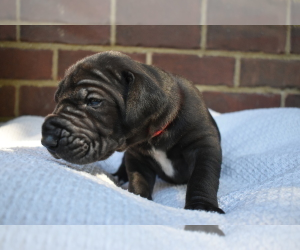 Medium Photo #3 Great Dane Puppy For Sale in MILLINGTON, TN, USA