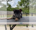 Small Photo #10 German Shepherd Dog Puppy For Sale in COLUMBIA, MO, USA