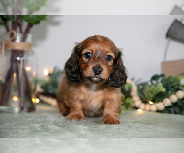 Medium Photo #11 Dachshund Puppy For Sale in GOSHEN, IN, USA