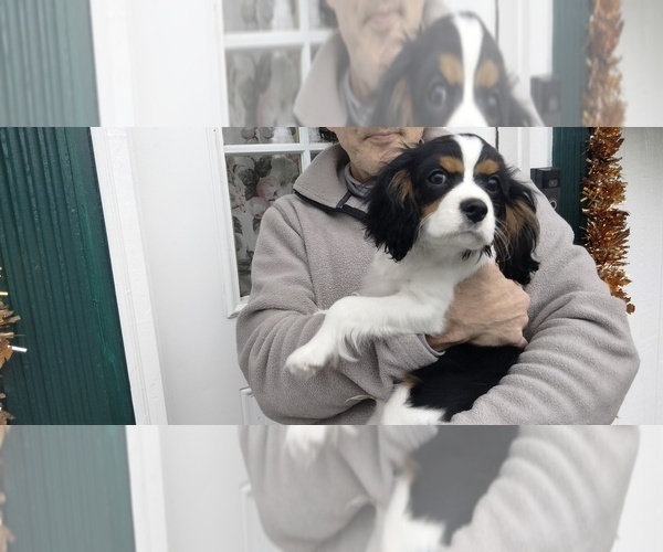 Medium Photo #15 Cavalier King Charles Spaniel Puppy For Sale in HOWLAND, OH, USA
