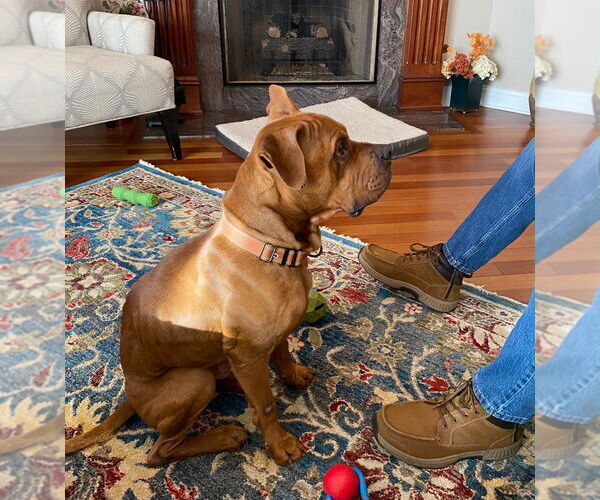 Medium Photo #2 American Staffordshire Terrier-Boxer Mix Puppy For Sale in Sayreville, NJ, NJ, USA