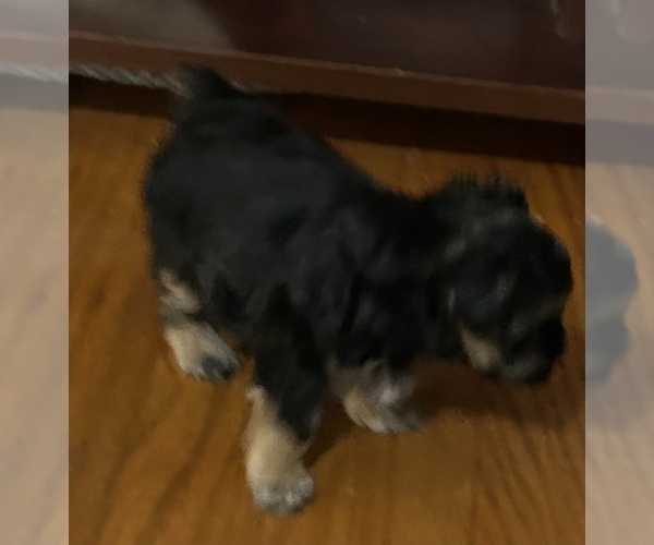 Medium Photo #3 Morkie Puppy For Sale in COLUMBIA, SC, USA