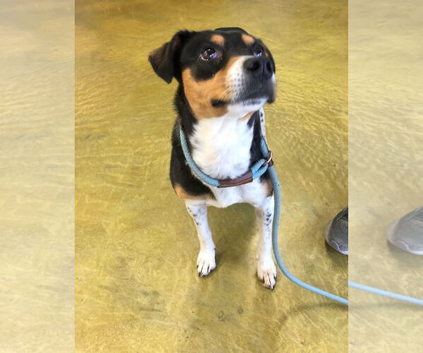 Medium Photo #2 Rat Terrier-Unknown Mix Puppy For Sale in phoenix, AZ, USA