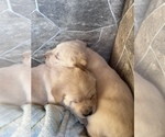 Small Photo #2 Labrador Retriever Puppy For Sale in HUDSON, CO, USA