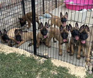Belgian Malinois Puppy for Sale in S CHARLESTON, West Virginia USA