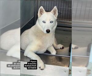 Siberian Husky Dogs for adoption in Pasadena, CA, USA