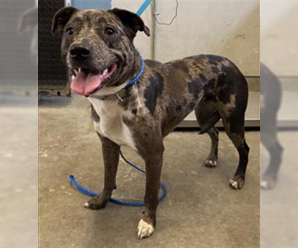 Medium Photo #1 American Pit Bull Terrier-Catahoula Leopard Dog Mix Puppy For Sale in Camarillo, CA, USA