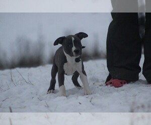 American Staffordshire Terrier Puppy for sale in STOCKBRIDGE, MI, USA