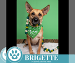 Small #17 German Shepherd Dog Mix