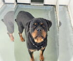Small Rottweiler