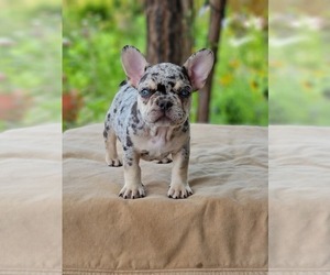 French Bulldog Puppy for sale in DELTA, CO, USA