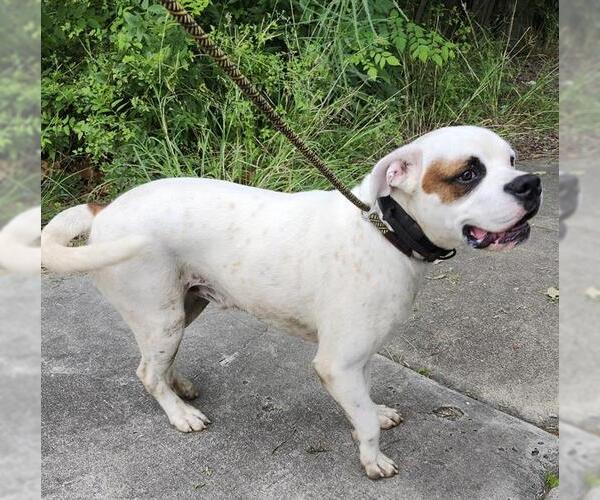 Medium Photo #1 American Staffordshire Terrier-Boxer Mix Puppy For Sale in San Antonio, TX, USA