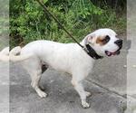 Small American Staffordshire Terrier-Boxer Mix