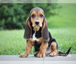 Basset Hound Puppy for sale in LIBERTY, KY, USA