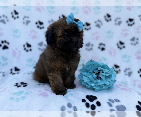 Medium Photo #5 Shih-Poo Puppy For Sale in LAKELAND, FL, USA