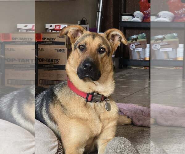 Medium Photo #2 German Shepherd Dog-Unknown Mix Puppy For Sale in Modesto, CA, USA