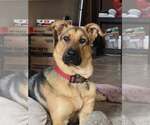 Small #1 German Shepherd Dog Mix