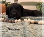 Puppy Black Male Golden Mountain Doodle