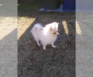Pomeranian Puppy for sale in NEWPORT NEWS, VA, USA