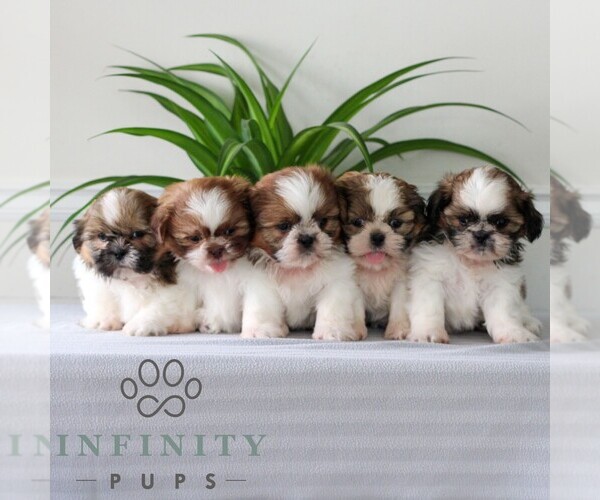Medium Photo #2 Shih Tzu Puppy For Sale in GORDONVILLE, PA, USA