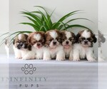 Small #1 Shih Tzu