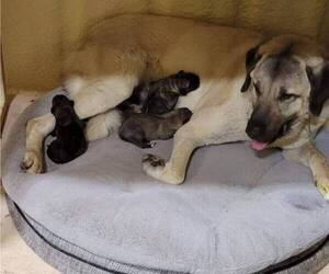 Mother of the Mastiff puppies born on 04/09/2023