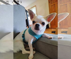 Chihuahua Dogs for adoption in St. Louis Park, MN, USA