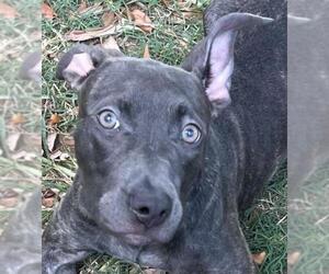 American Pit Bull Terrier-Unknown Mix Dogs for adoption in Texas City, TX, USA