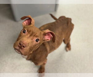 Mutt Dogs for adoption in Rancho Cucamonga, CA, USA