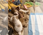 Small #7 Goldendoodle (Miniature)