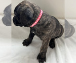 Puppy Puppy 4 Cane Corso