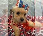 Small #3 Morkie
