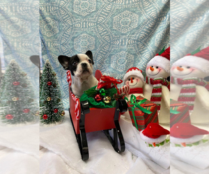 French Bulldog Puppy for sale in LOS ANGELES, CA, USA