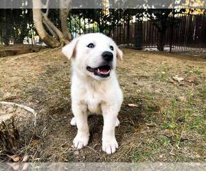 Akbash Dog Puppy for sale in CLOVIS, CA, USA
