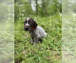 Small #17 German Shorthaired Pointer