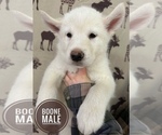 Small Photo #3 Alaskan Malamute Puppy For Sale in NORTH POLE, AK, USA